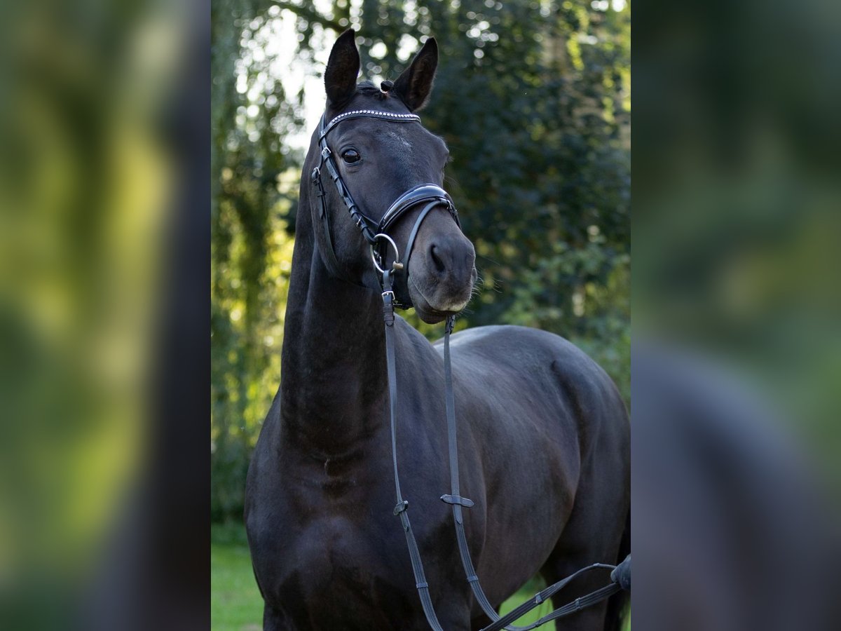 Trakehner Caballo castrado 5 años 165 cm Morcillo in Altenstadt