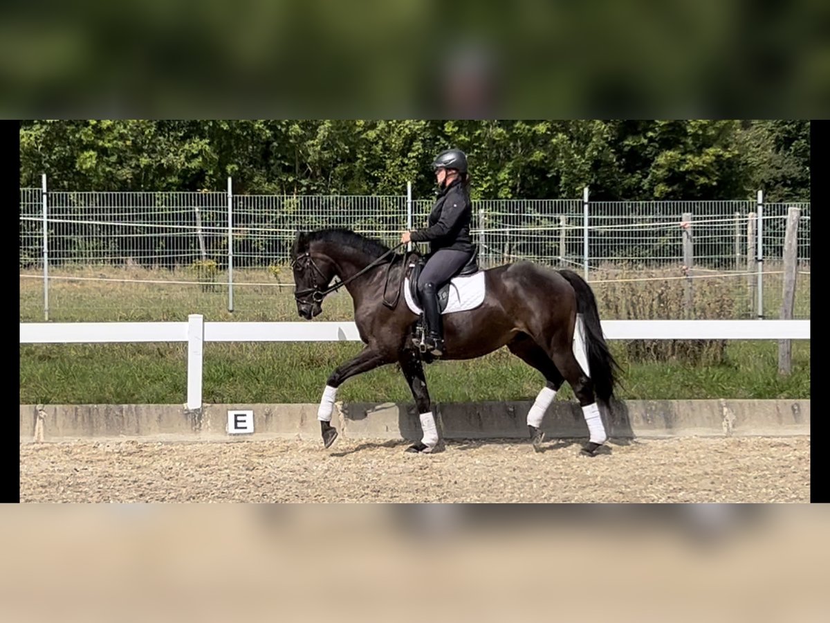 Trakehner Caballo castrado 5 años 168 cm Morcillo in Metzingen