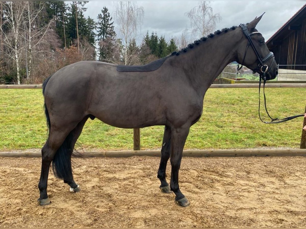 Trakehner Caballo castrado 5 años 168 cm Negro in Lengdorf