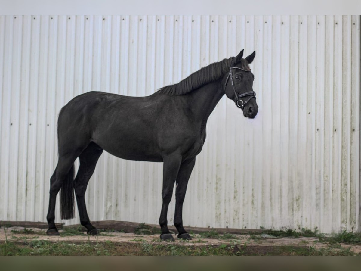 Trakehner Caballo castrado 5 años 168 cm Negro in Olsztyn