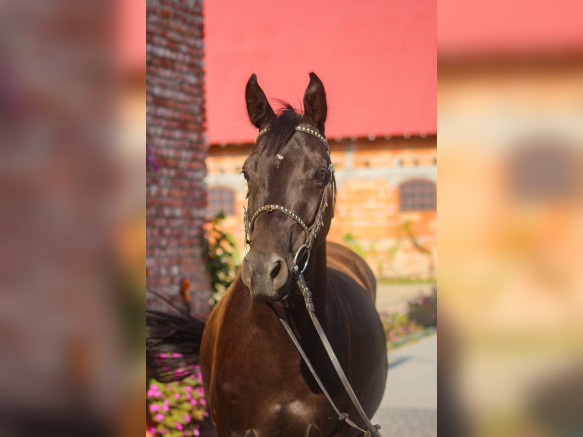 Trakehner Caballo castrado 5 años 168 cm Negro in Młynary