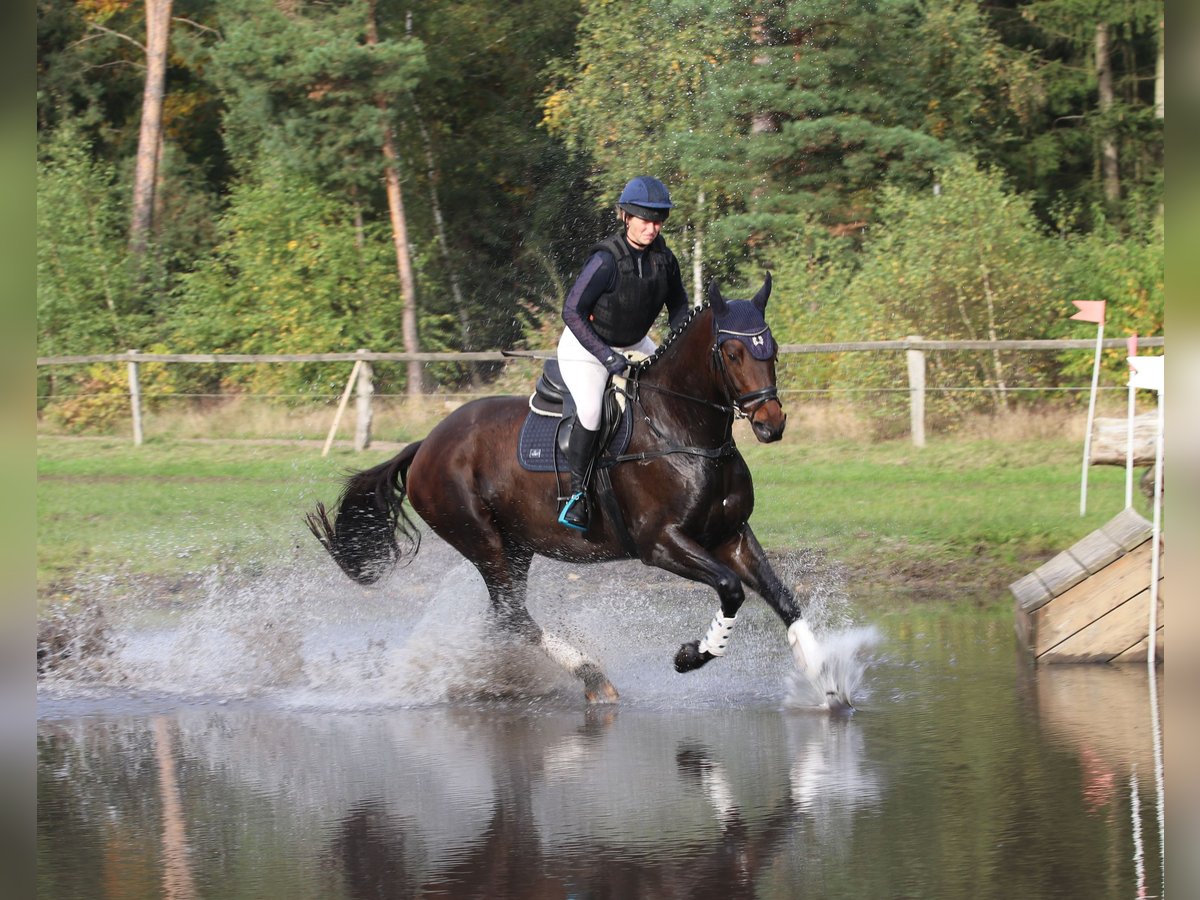 Trakehner Caballo castrado 5 años 170 cm Castaño oscuro in Neumünster