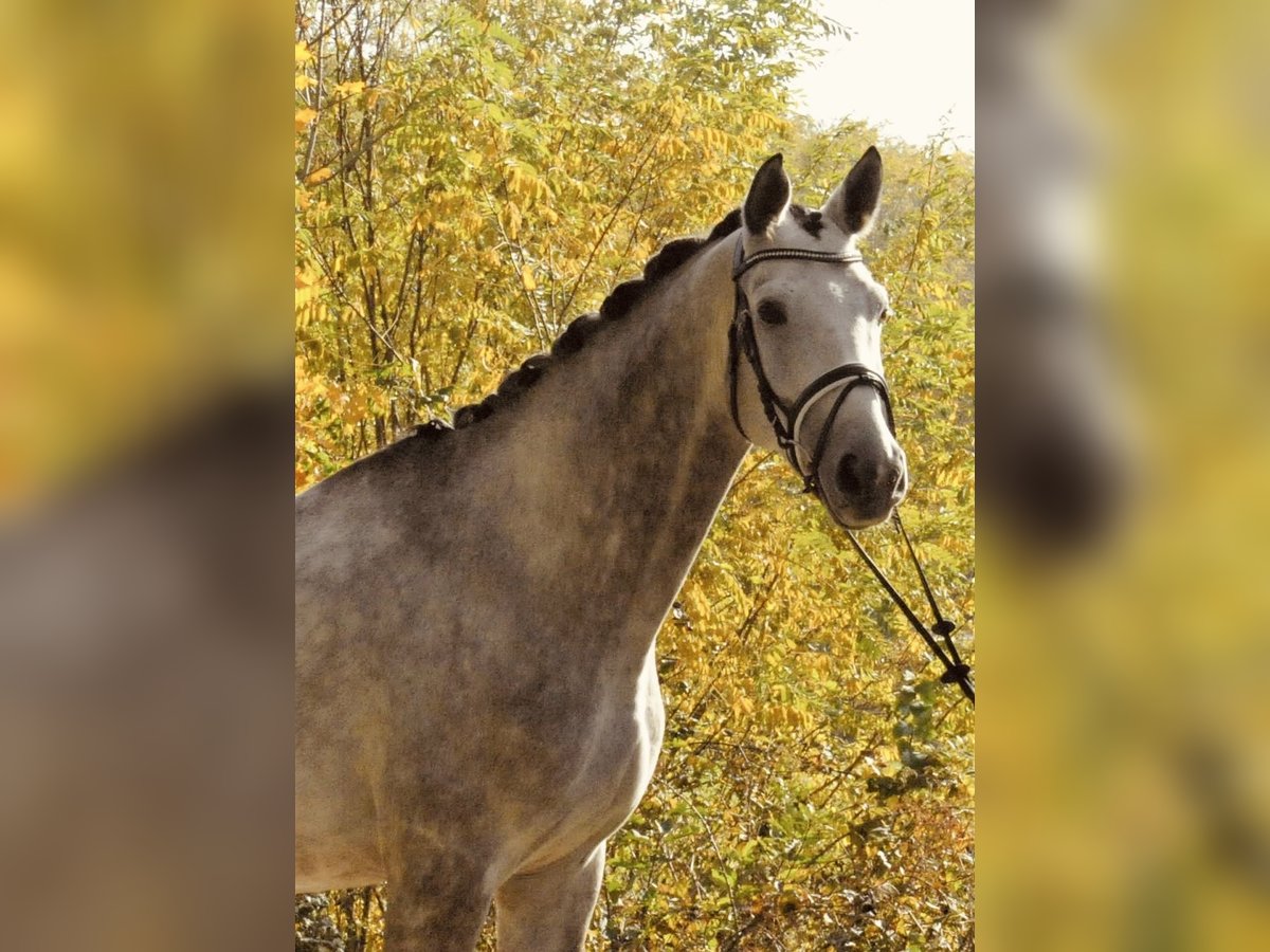 Trakehner Caballo castrado 5 años 170 cm Tordo in Gnadendorf