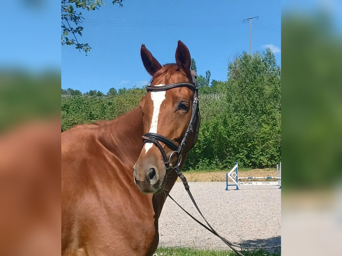 Trakehner Caballo castrado 5 años 172 cm Alazán in Gundelsheim