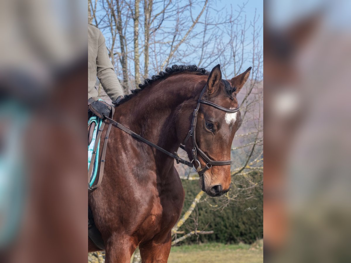 Trakehner Caballo castrado 5 años 173 cm Castaño in Gladenbach