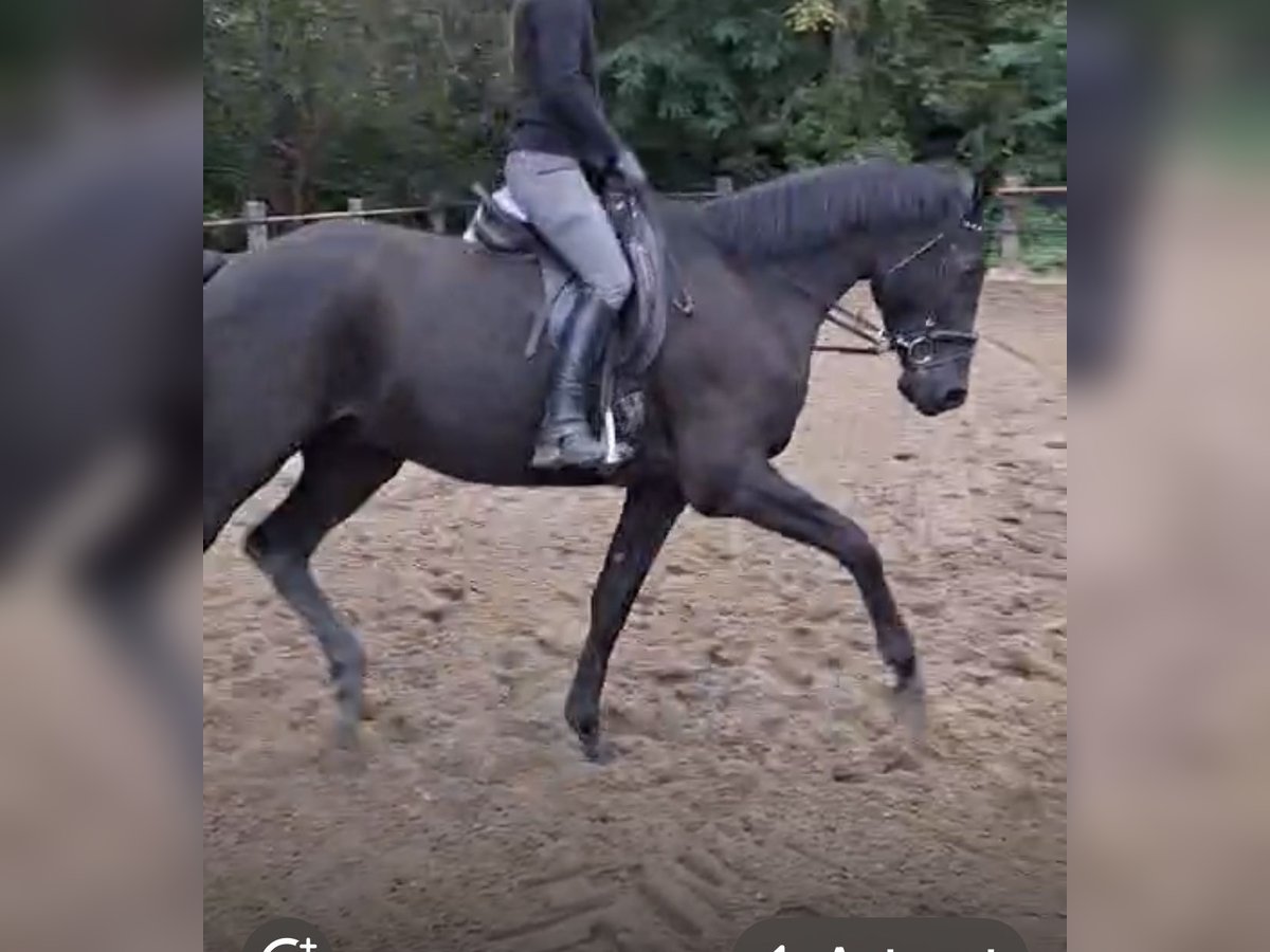 Trakehner Caballo castrado 5 años 175 cm Negro in Celle