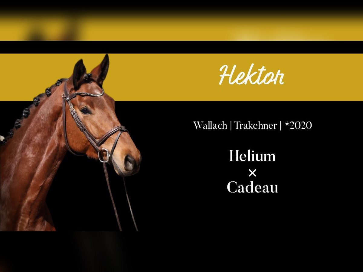 Trakehner Caballo castrado 5 años 176 cm Castaño in Roßdorf