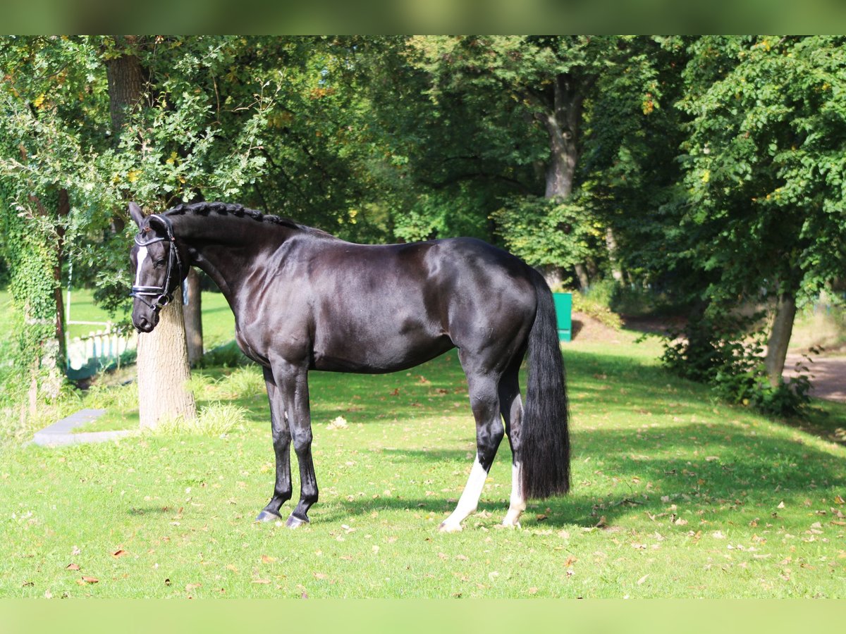 Trakehner Caballo castrado 6 años 162 cm Negro in Darmstadt