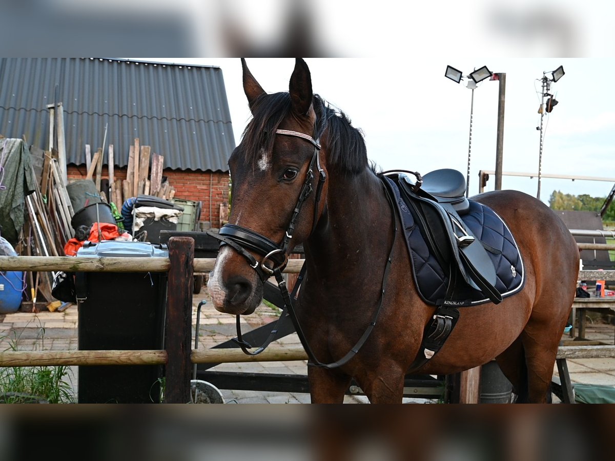 Trakehner Caballo castrado 6 años 165 cm Castaño in Ruurlo