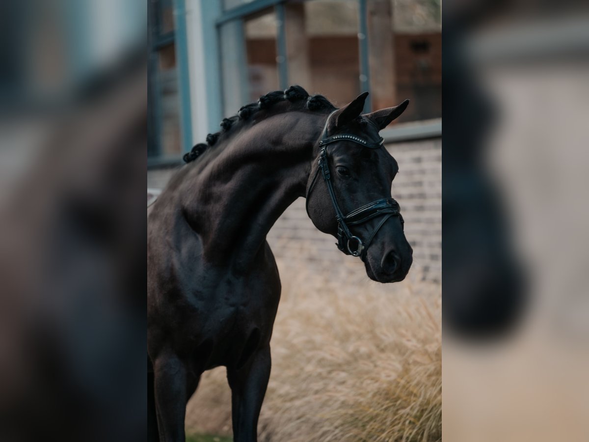 Trakehner Caballo castrado 6 años 166 cm Negro in Dreieich