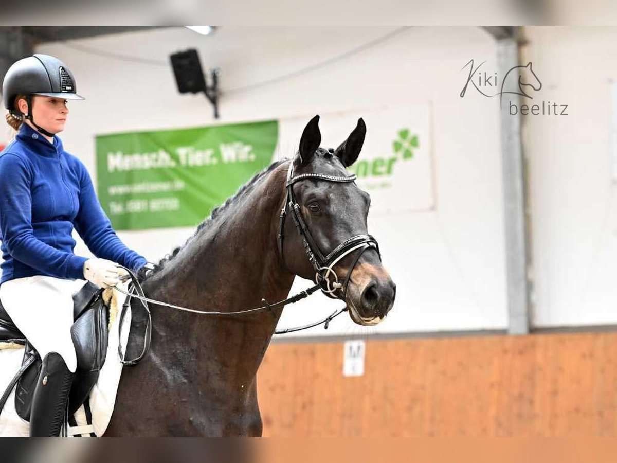 Trakehner Caballo castrado 6 años 168 cm Castaño oscuro in Suhlendorf