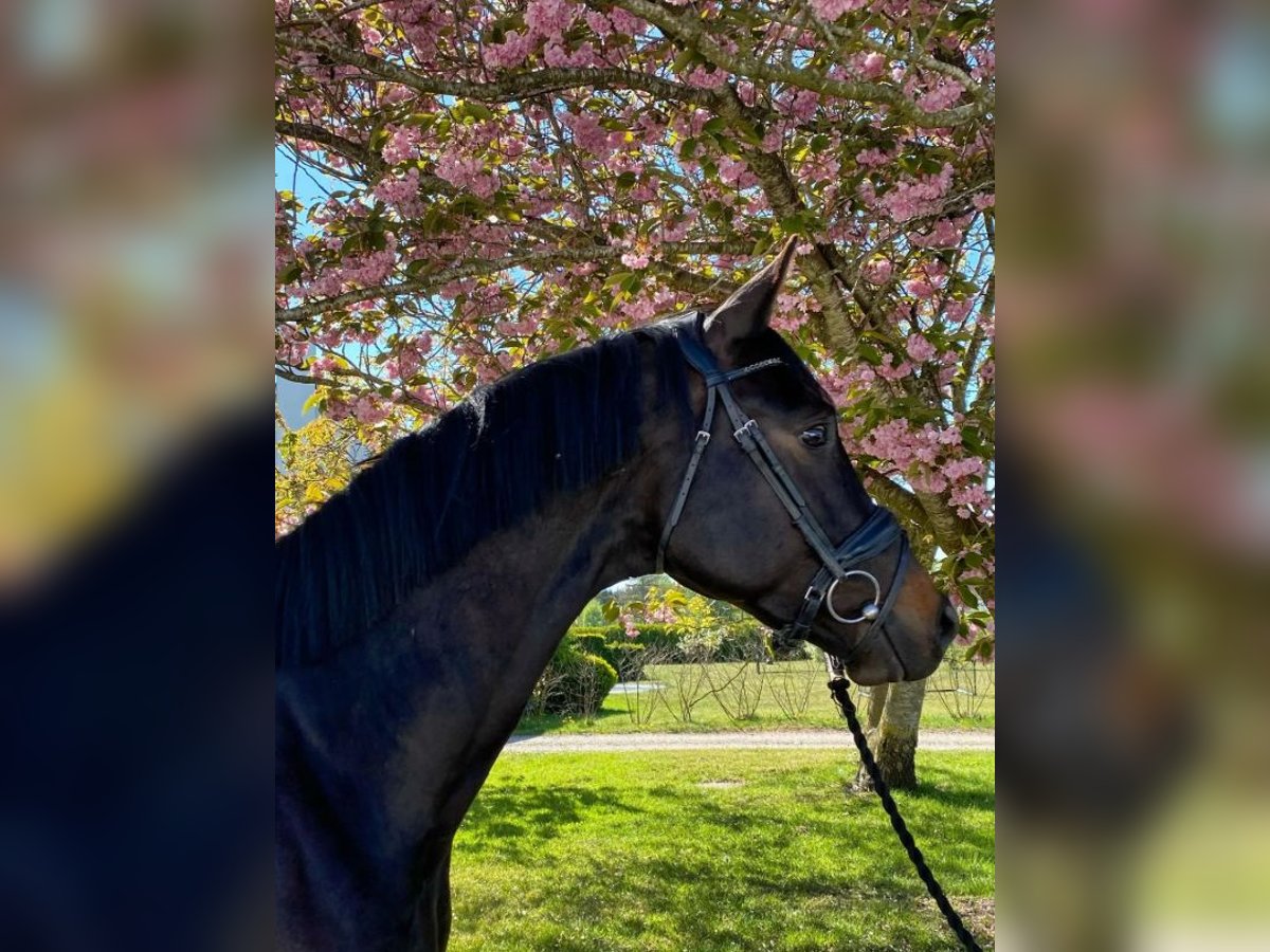 Trakehner Caballo castrado 6 años 170 cm Castaño oscuro in J&#xE6;gerspris