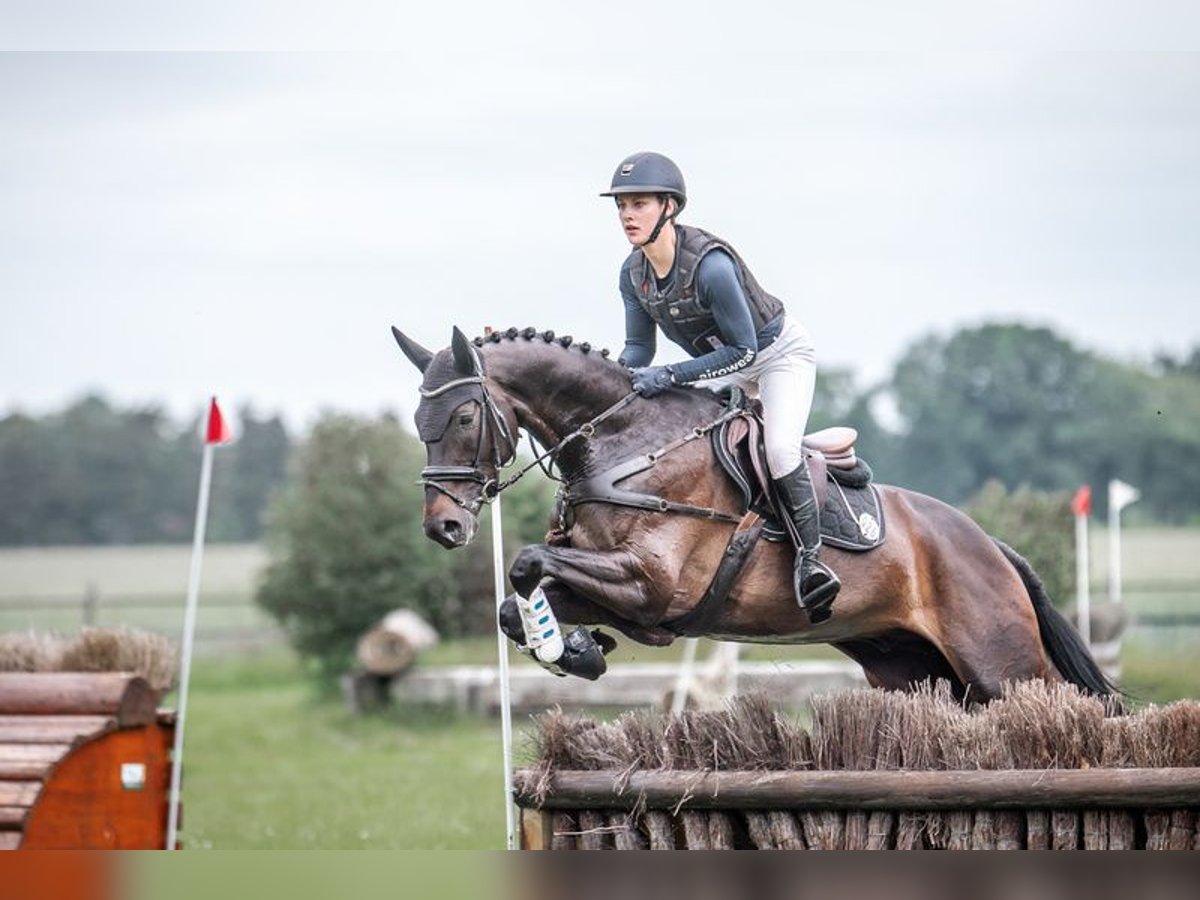 Trakehner Caballo castrado 6 años 172 cm Morcillo in Berge