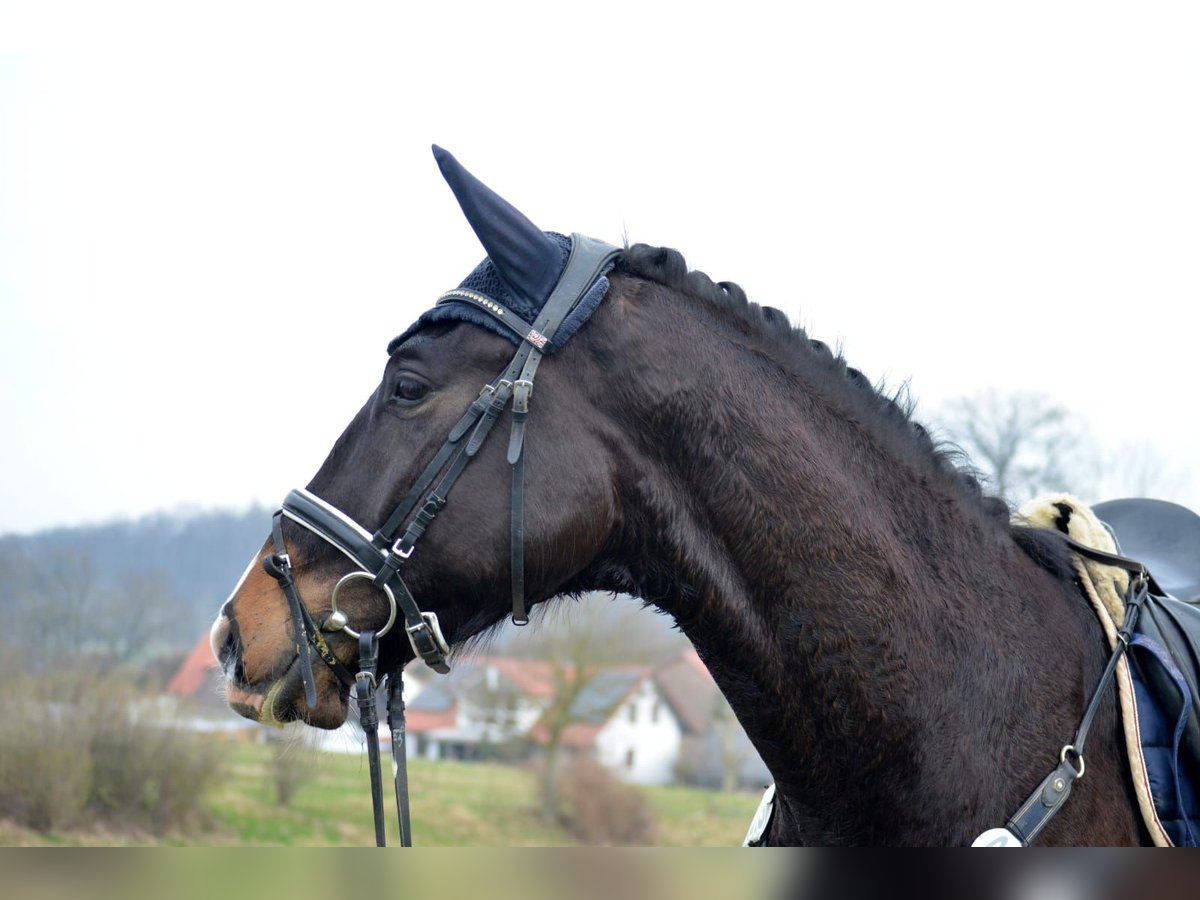 Trakehner Caballo castrado 6 años 173 cm Morcillo in Uslar