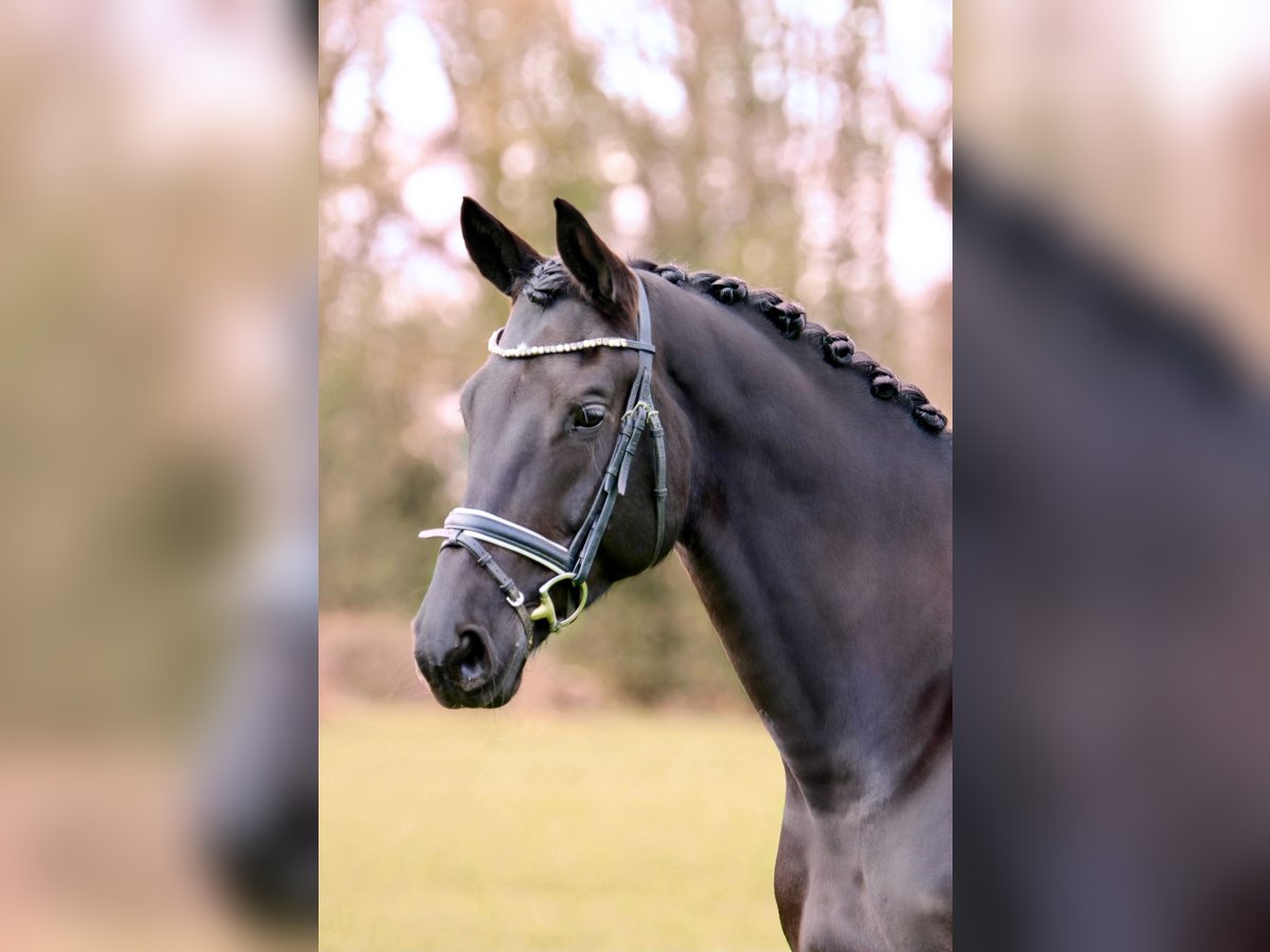 Trakehner Caballo castrado 6 años 173 cm Morcillo in Lienen