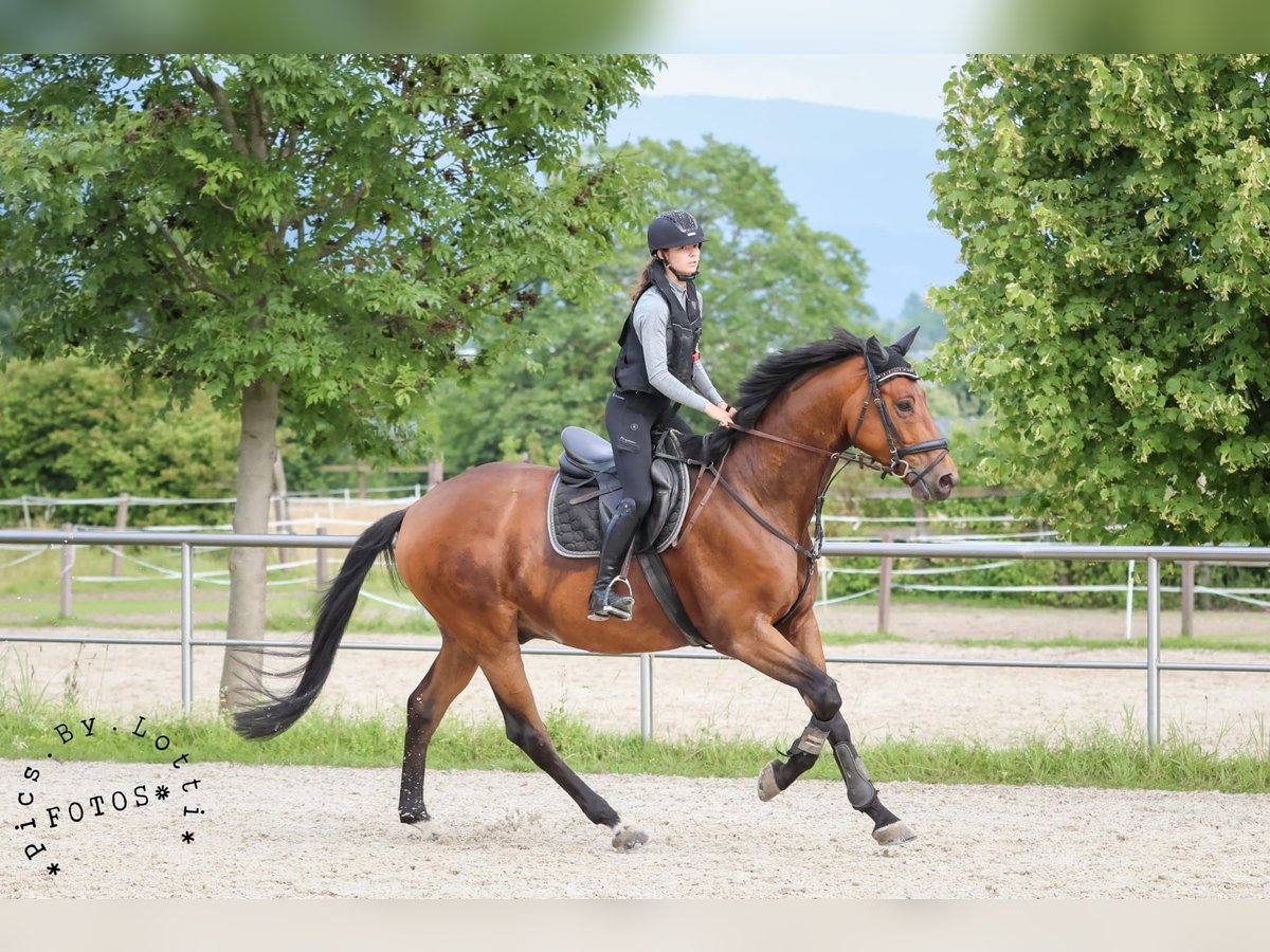 Trakehner Caballo castrado 6 años 176 cm Castaño in Laubach