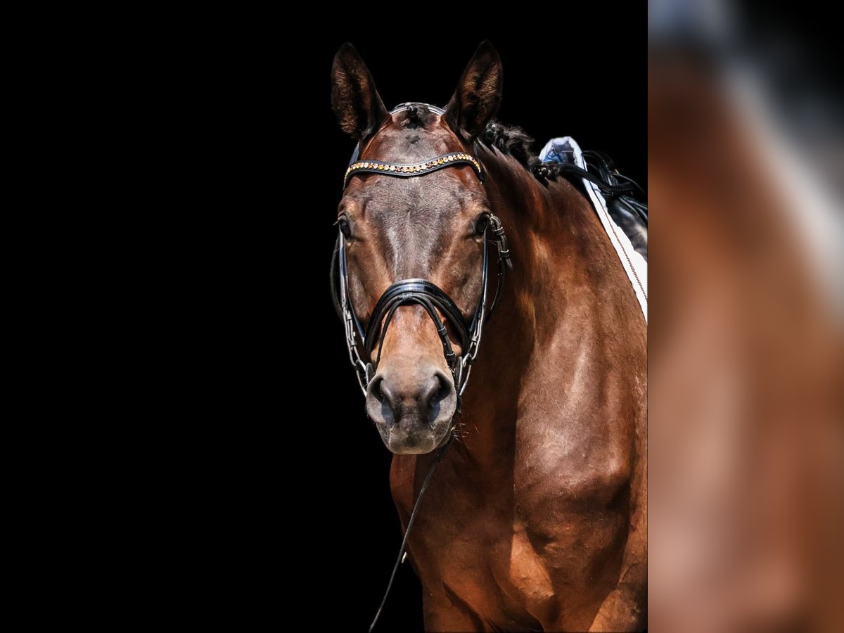 Trakehner Caballo castrado 6 años 178 cm Castaño oscuro in Neuberg