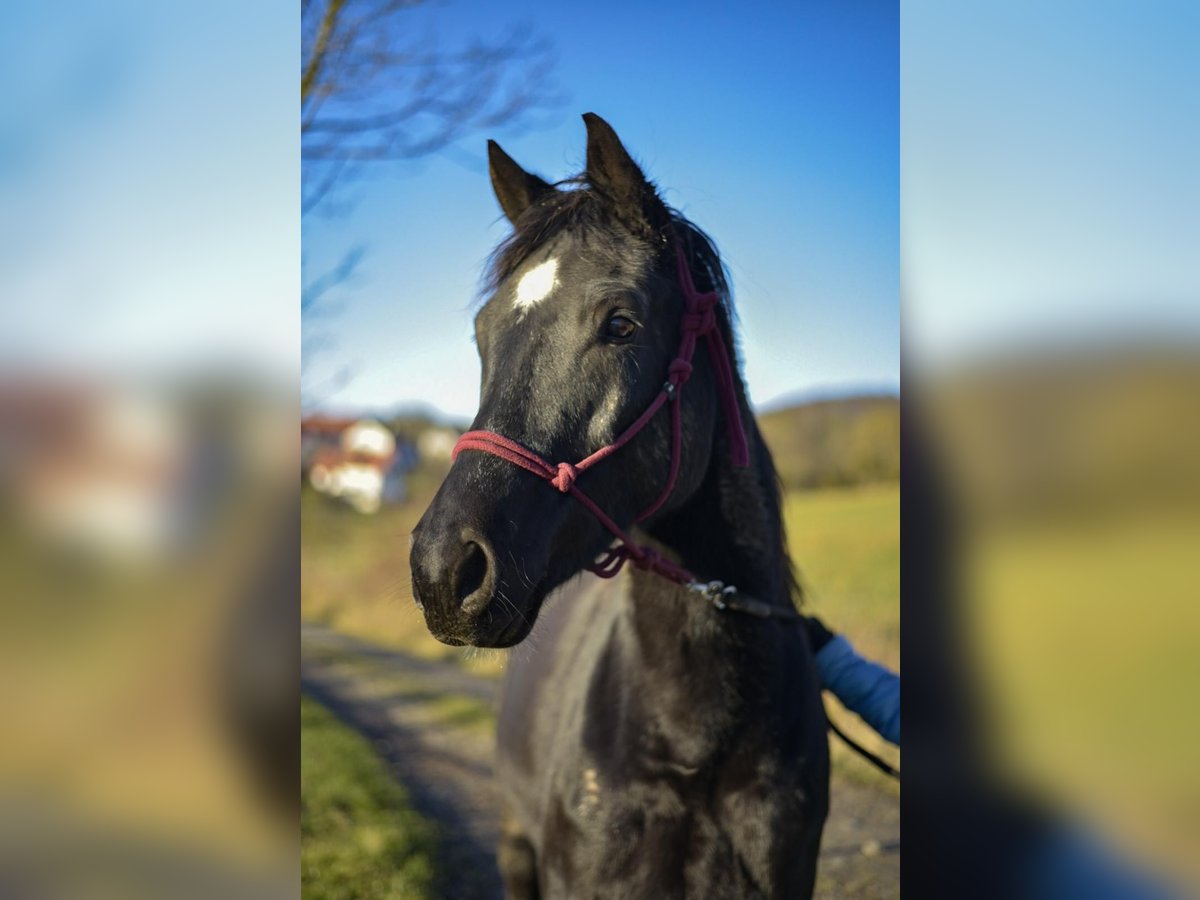 Trakehner Caballo castrado 7 años 157 cm Negro in Tann Rh&#xF6;n