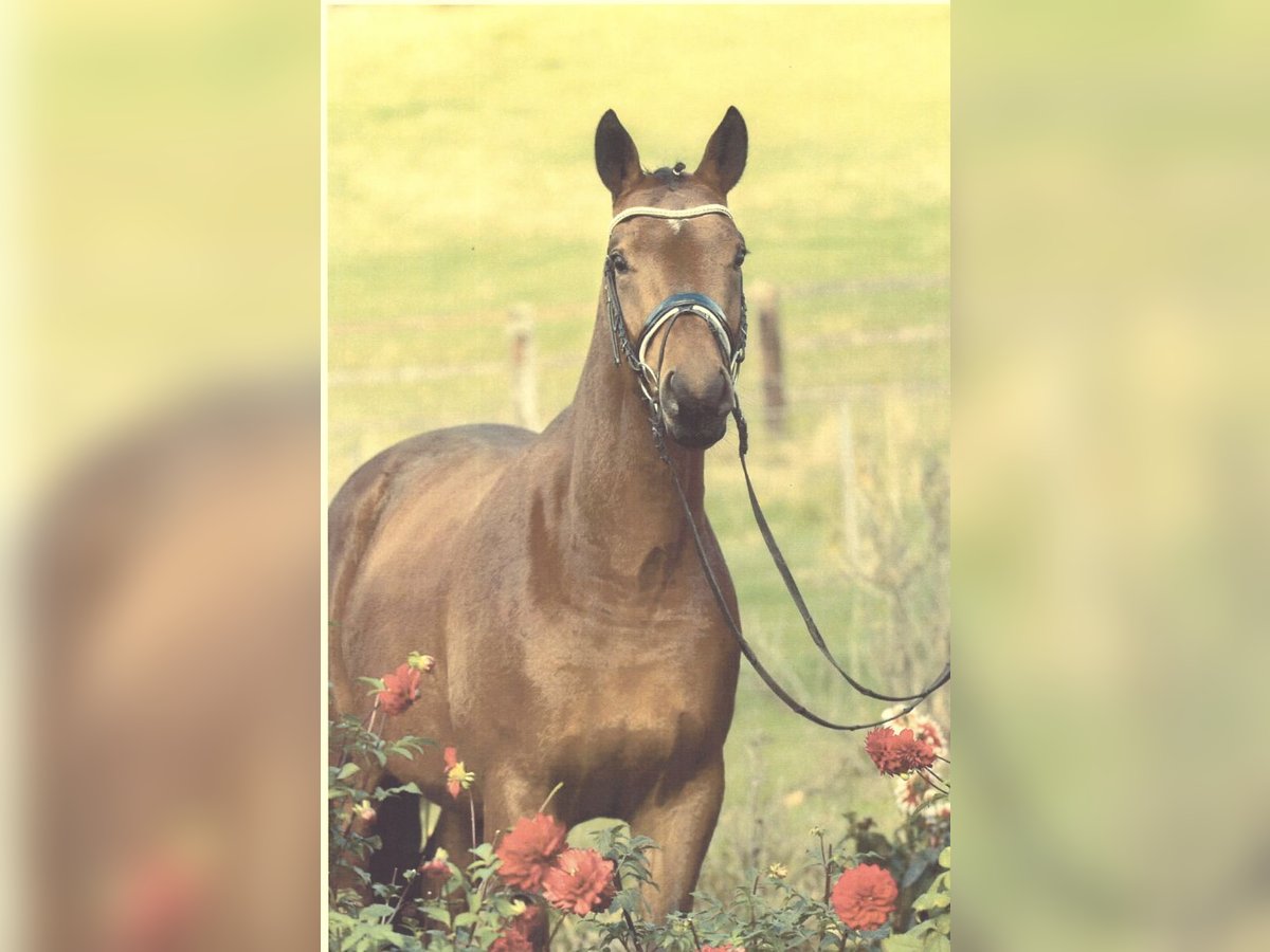 Trakehner Caballo castrado 7 años 165 cm Castaño in Karlsfeld