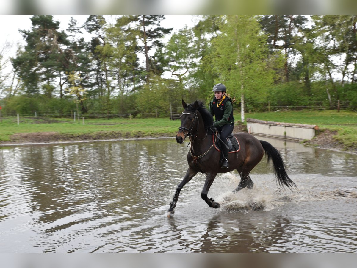 Trakehner Caballo castrado 7 años 172 cm Castaño oscuro in Lüneburg