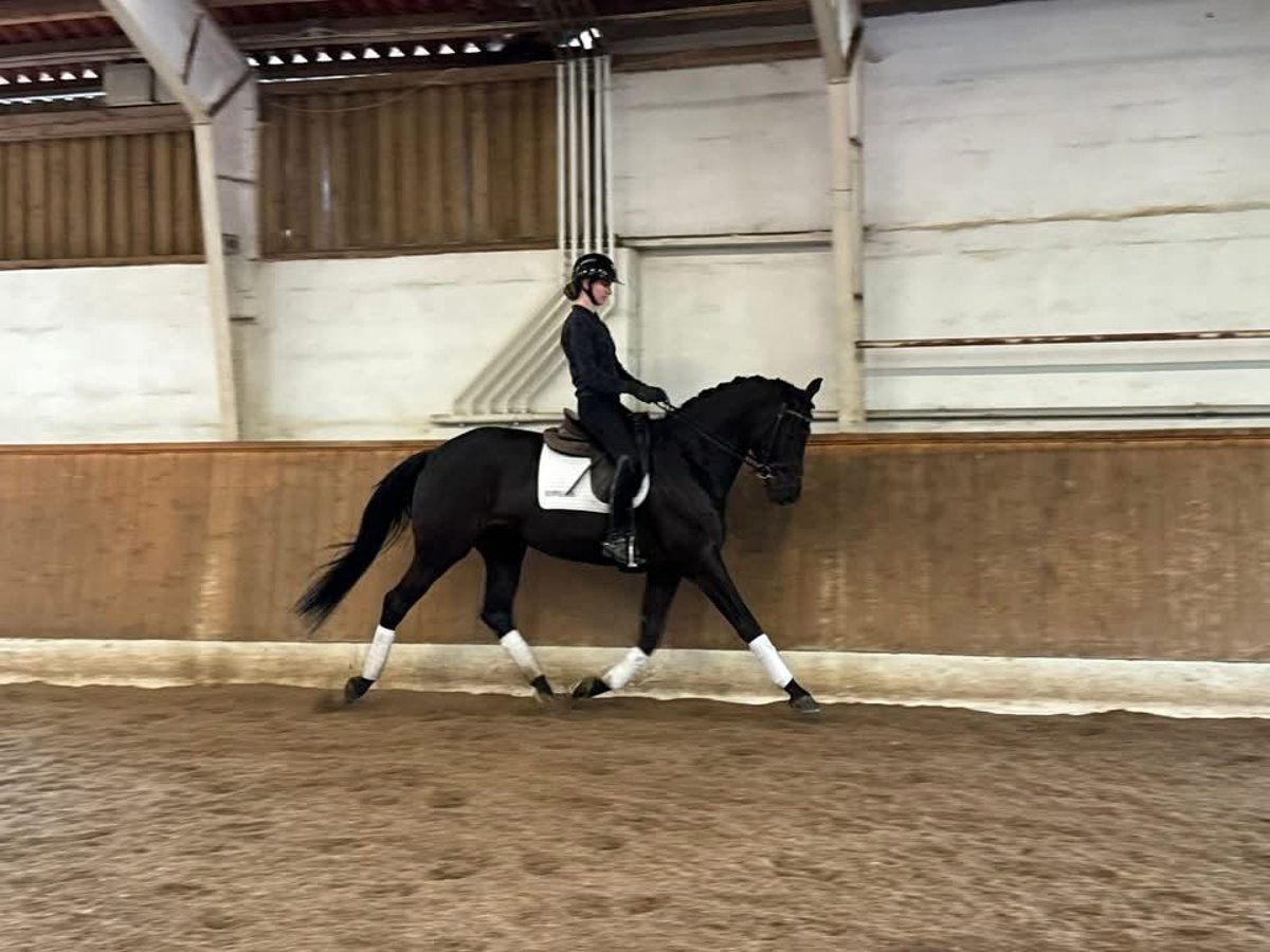 Trakehner Caballo castrado 7 años 172 cm Negro in Ebeltoft