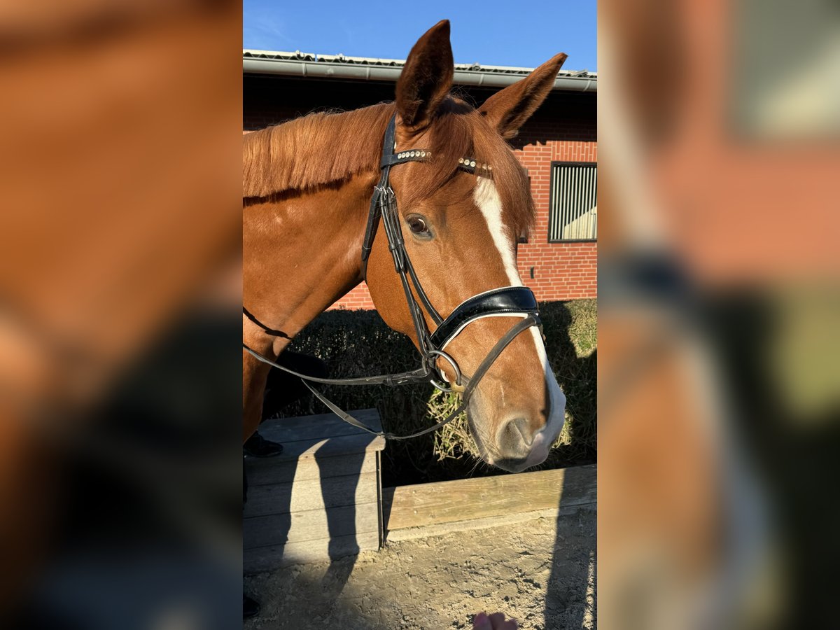 Trakehner Caballo castrado 7 años 176 cm Alazán in Kaarst