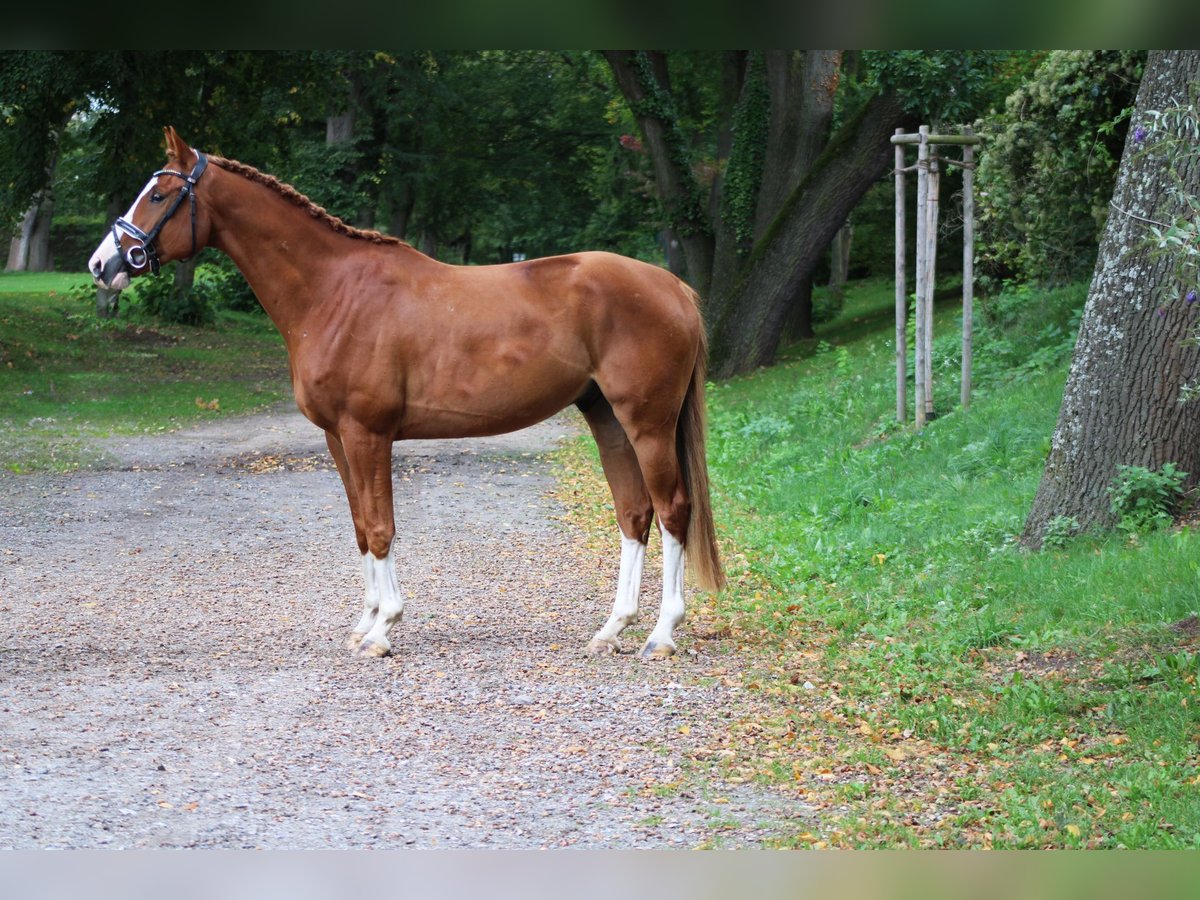 Trakehner Caballo castrado 8 años 162 cm Alazán in Darmstadt