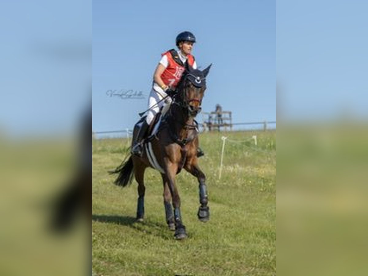 Trakehner Caballo castrado 8 años 164 cm Castaño oscuro in Neitersen