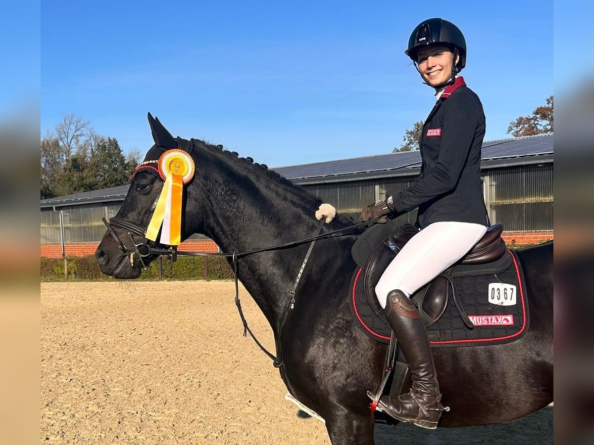 Trakehner Caballo castrado 8 años 164 cm Negro in Dorsten