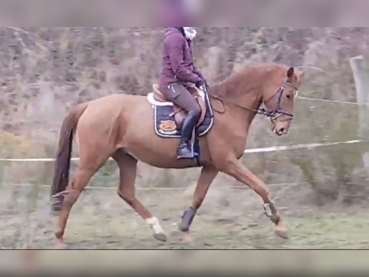 Trakehner Caballo castrado 8 años 167 cm Alazán in Garden