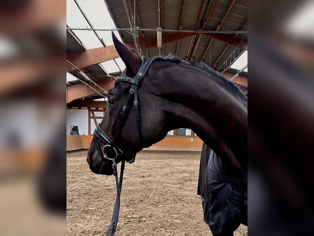 Trakehner Caballo castrado 8 años 168 cm Negro in Lübeck