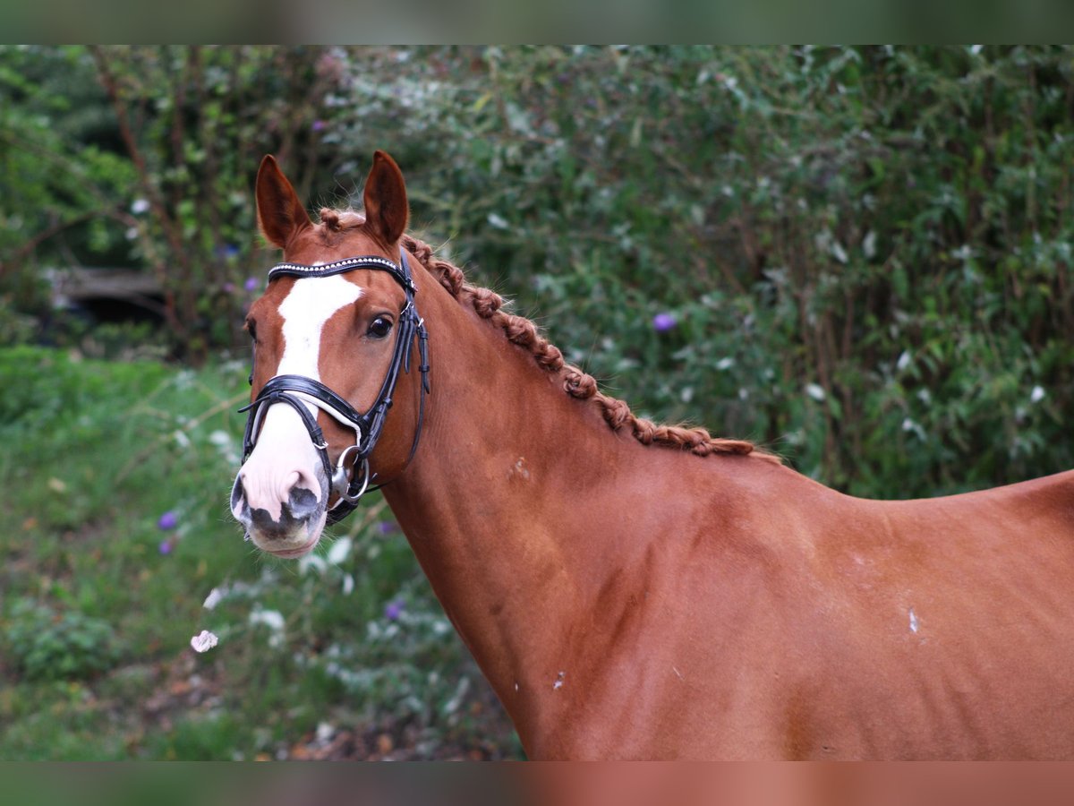 Trakehner Caballo castrado 9 años 162 cm Alazán in darmstadt