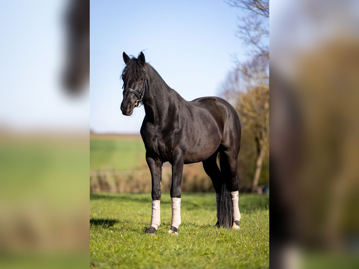 Trakehner Caballo castrado 9 años 165 cm Negro in Nandlstadt