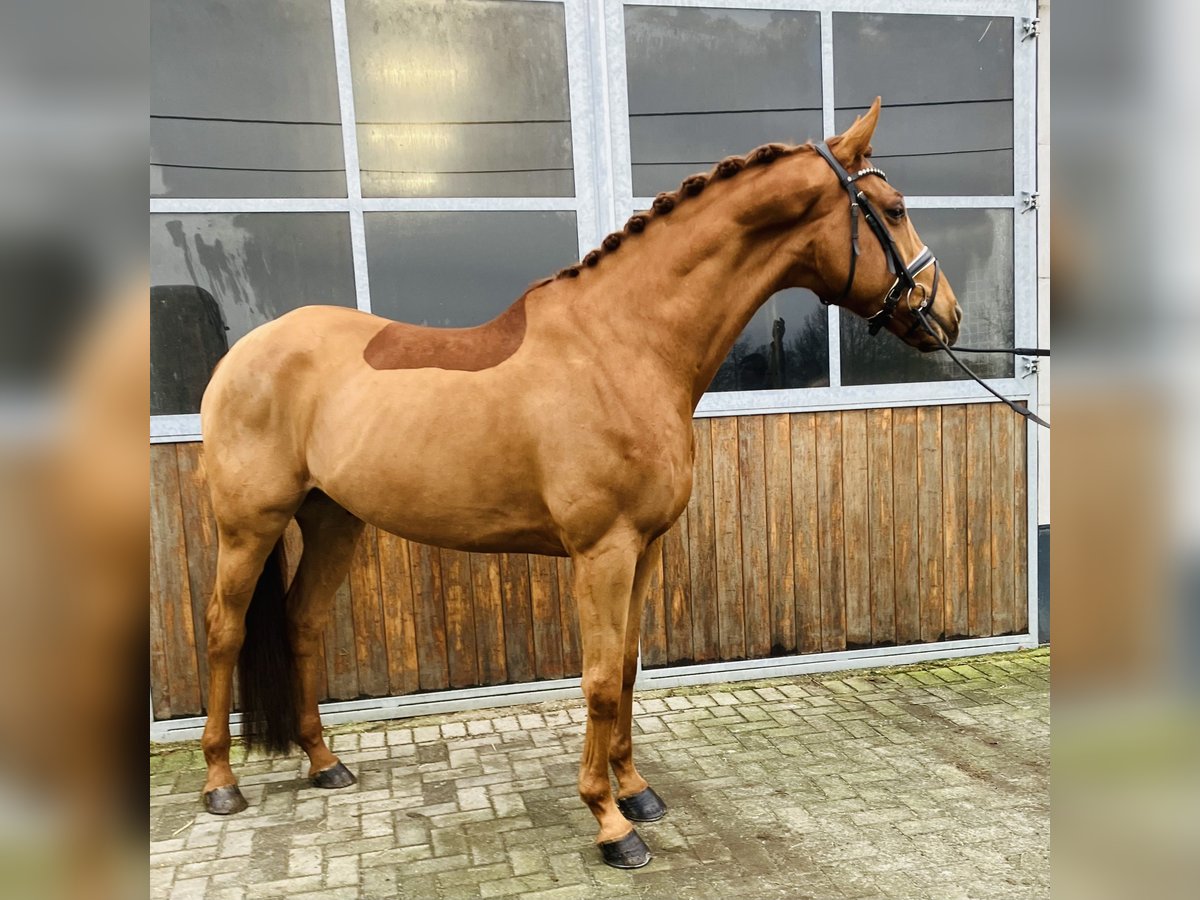 Trakehner Caballo castrado 9 años 170 cm Alazán in Mönchengladbach