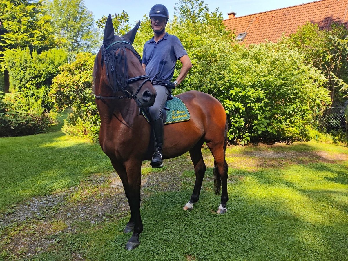 Trakehner Caballo castrado 9 años 175 cm Castaño in Zwönitz