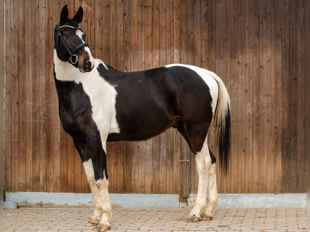 Trakehner Mix Castrone 11 Anni 166 cm Pezzato in Springe