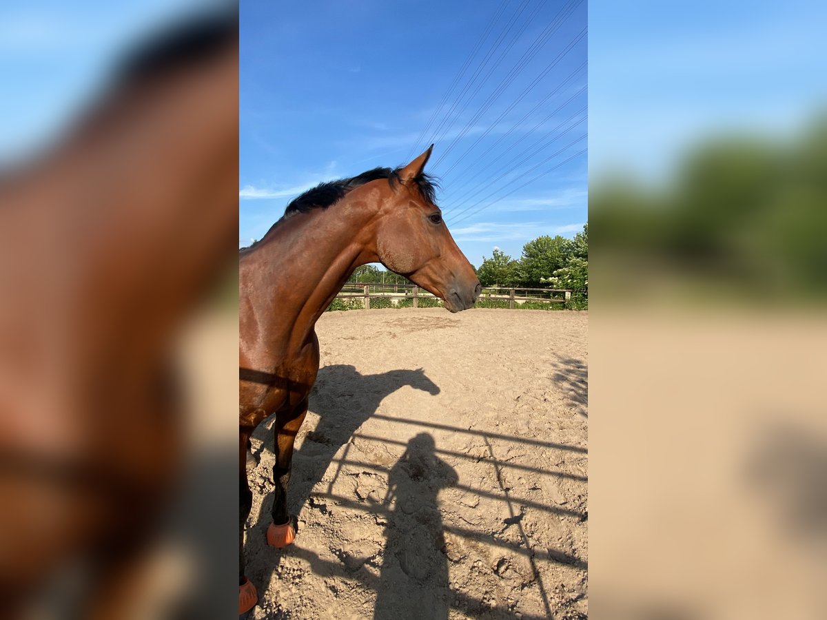 Trakehner Castrone 12 Anni 170 cm Baio in Hamburg