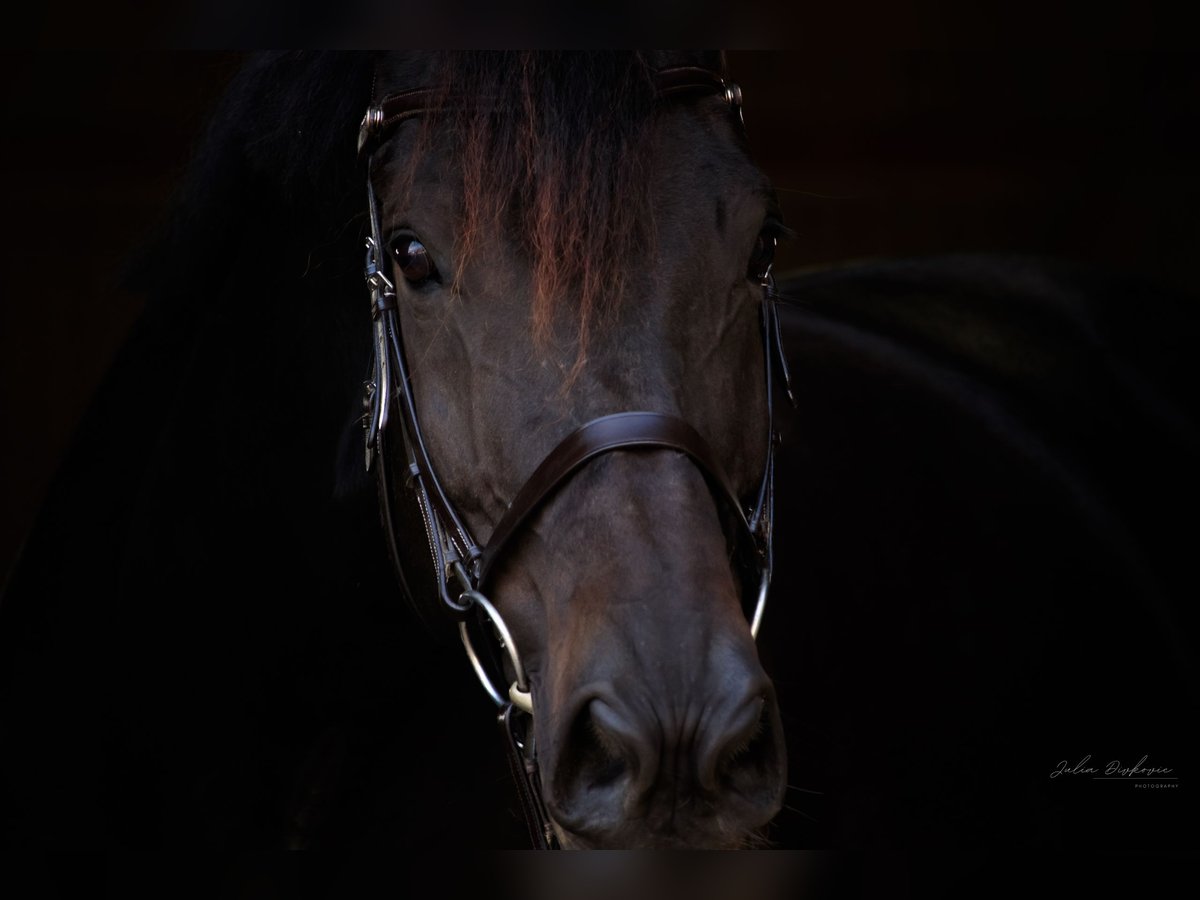 Trakehner Castrone 16 Anni 170 cm Baio nero in Horb am Neckar