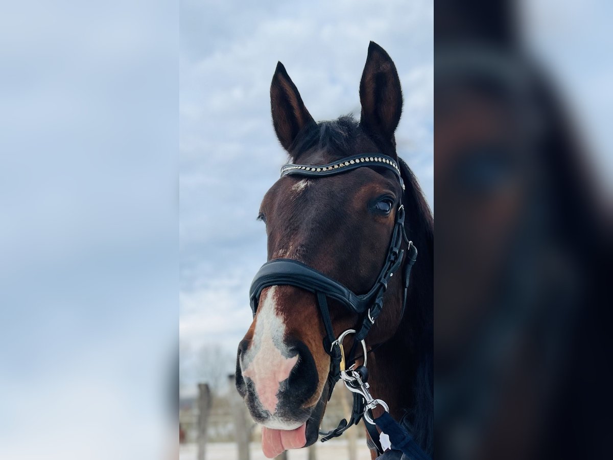 Trakehner Castrone 17 Anni 162 cm Baio scuro in Kraków