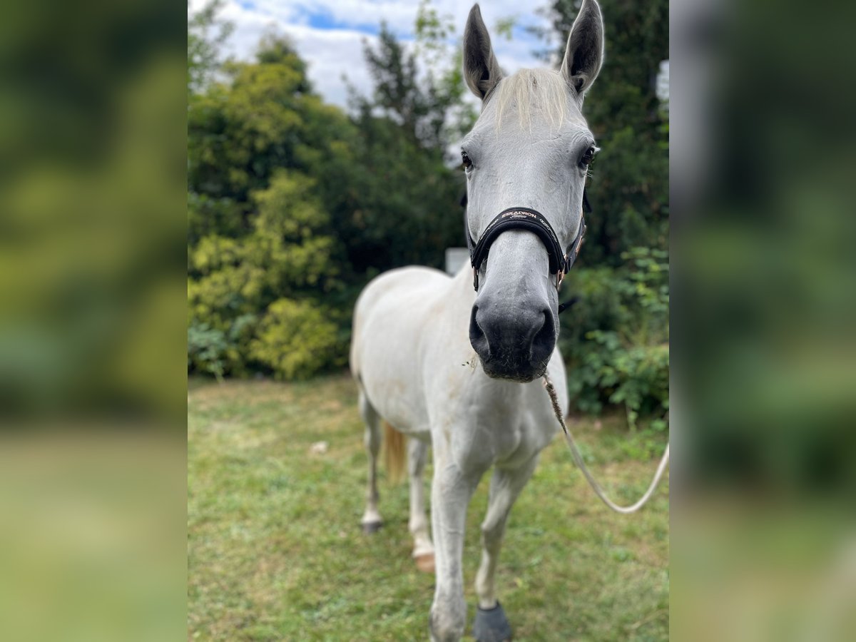 Trakehner Castrone 17 Anni 165 cm Grigio in Gütersloh