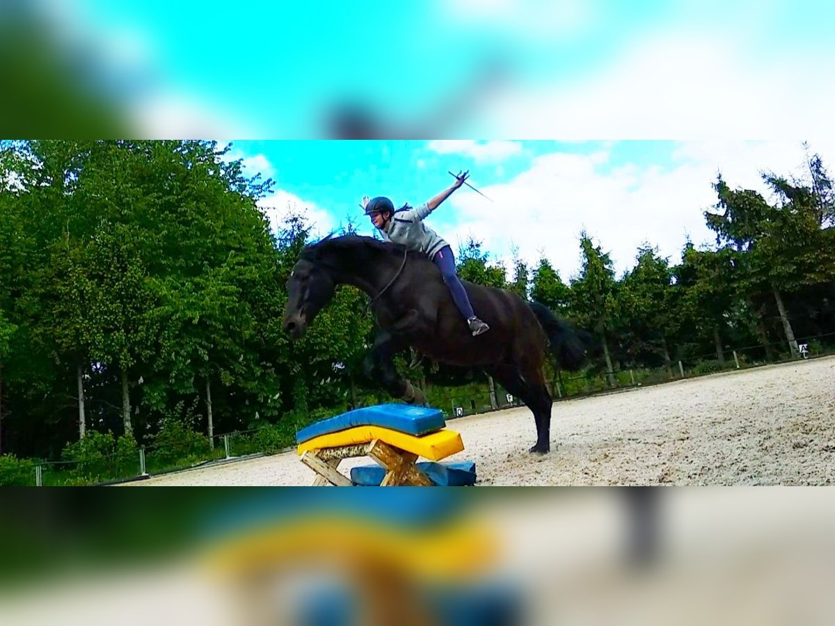 Trakehner Castrone 22 Anni 163 cm Baio nero in Fröndenberg