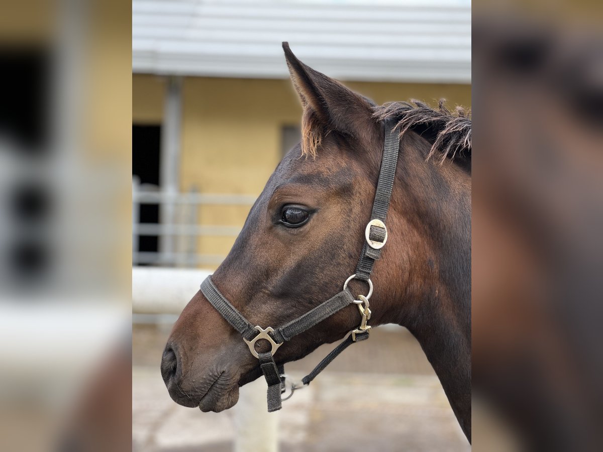 Trakehner Castrone 2 Anni 164 cm Baio in Kuhlen-Wendorf