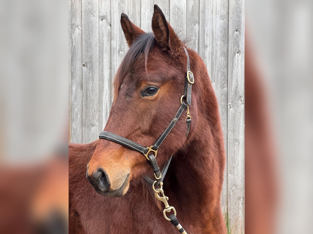 Trakehner Castrone 2 Anni 165 cm Baio in G&#xFC;nzburg