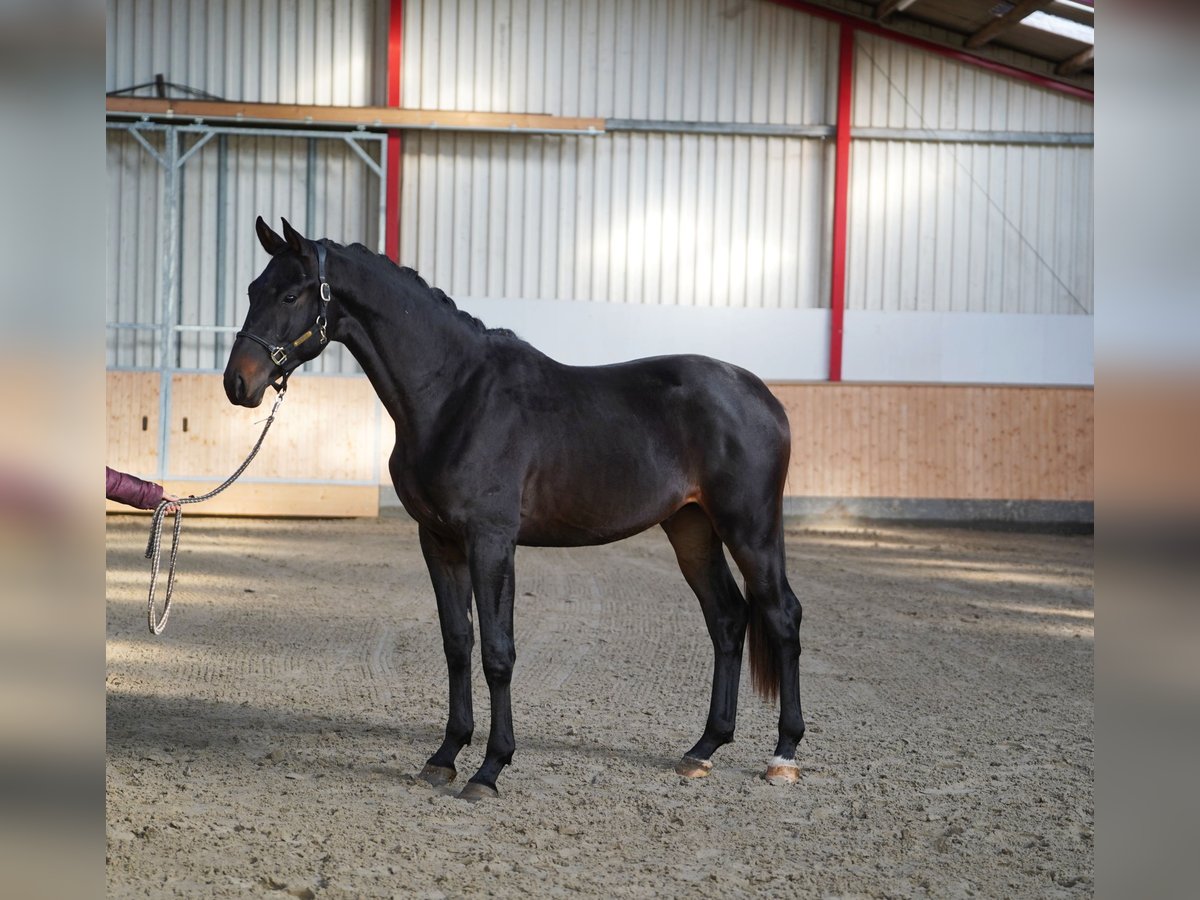 Trakehner Castrone 2 Anni 168 cm Baio nero in Hohenfelde