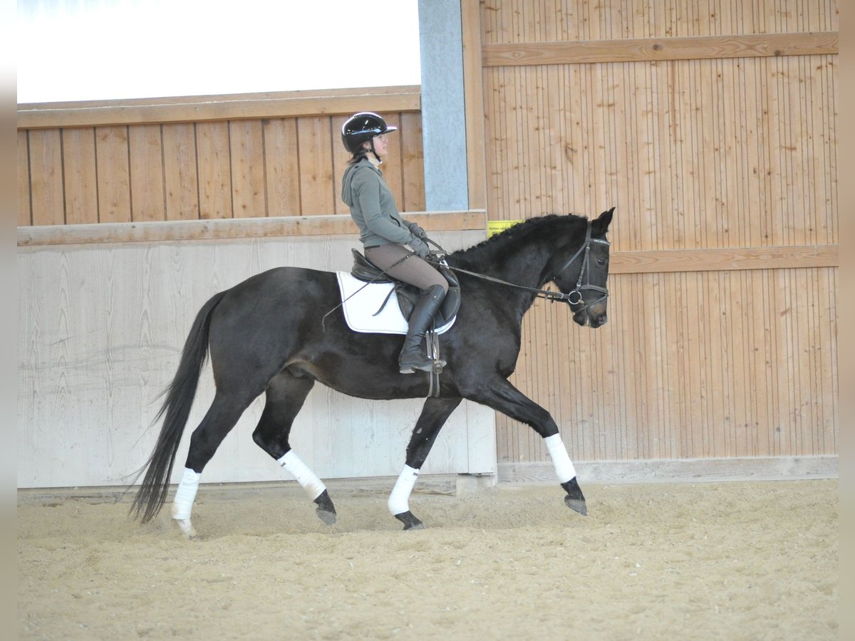 Trakehner Castrone 3 Anni 164 cm Baio nero in Wellheim