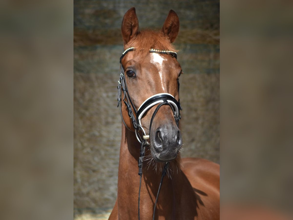 Trakehner Castrone 3 Anni 164 cm Sauro in Herbstein