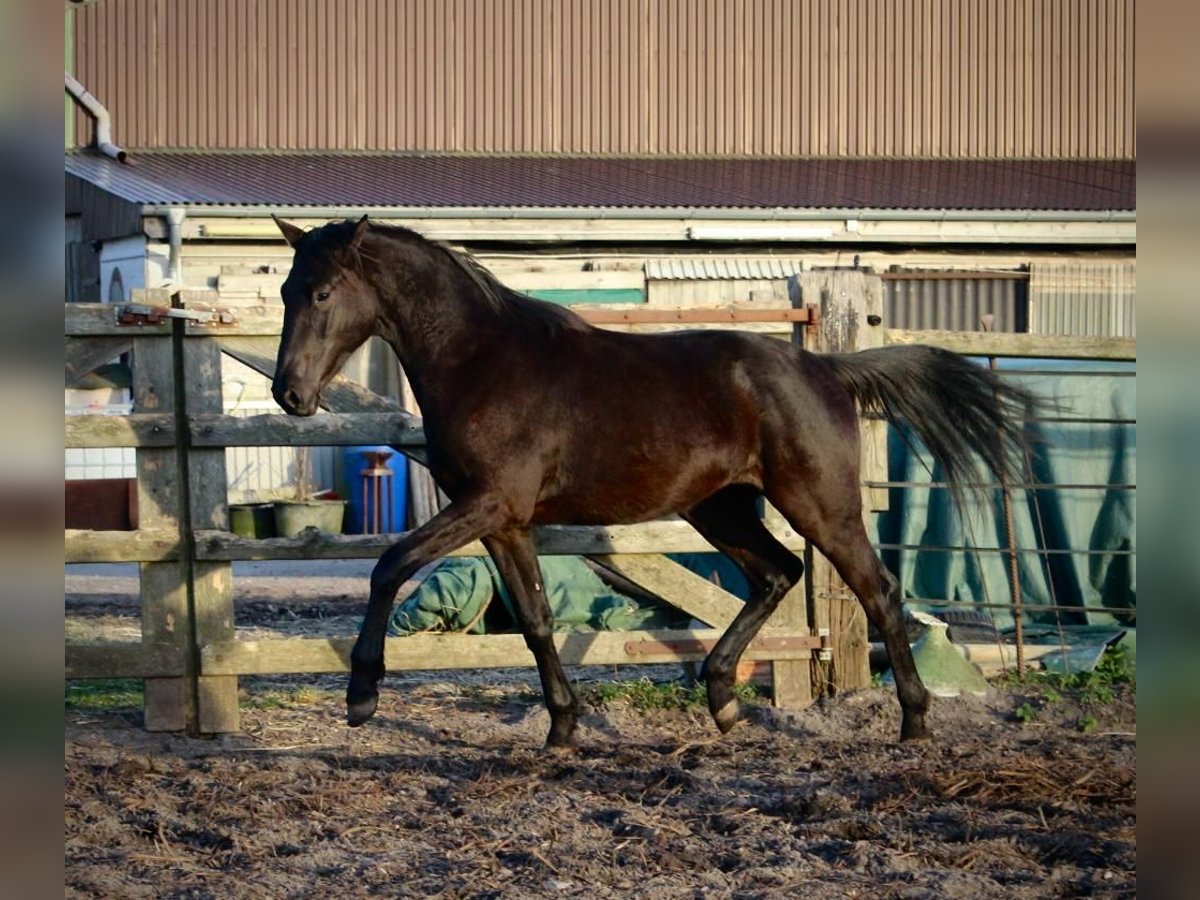 Trakehner Castrone 3 Anni 165 cm Baio nero in Föhr