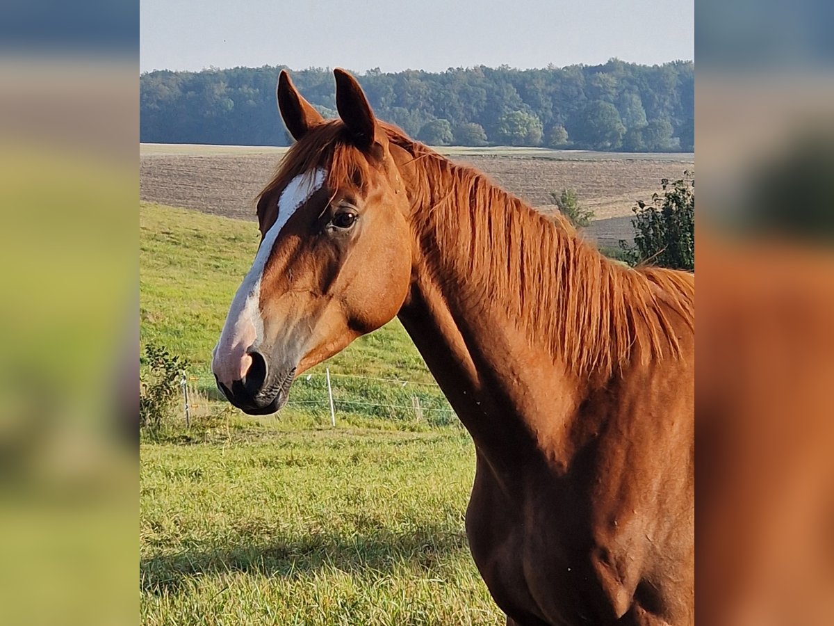 Trakehner Castrone 3 Anni 165 cm Sauro in Bosau