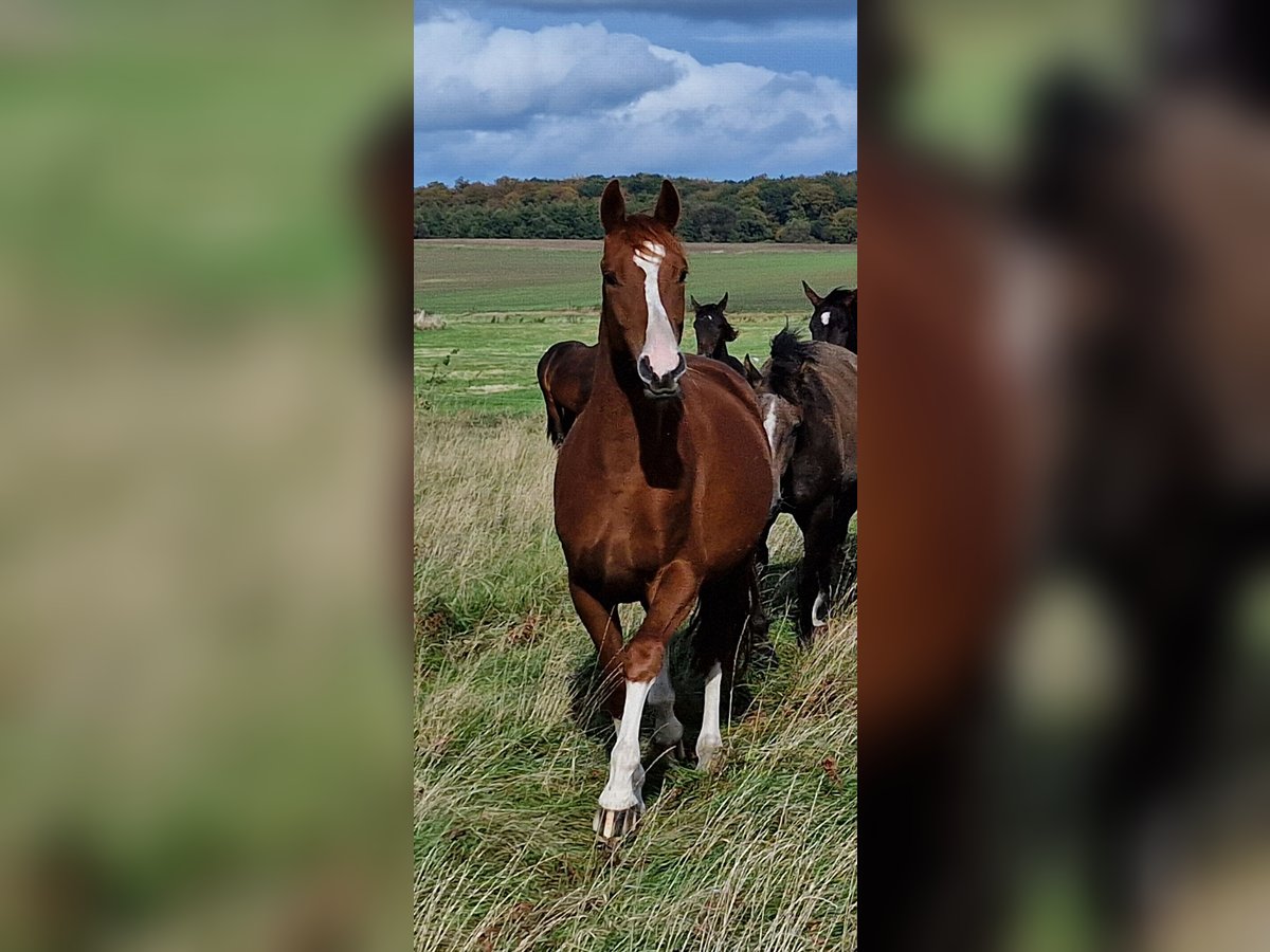 Trakehner Castrone 3 Anni 165 cm Sauro in Bosau