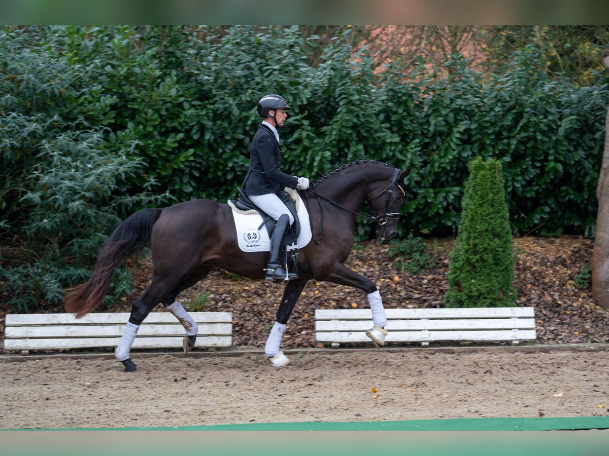 Trakehner Castrone 3 Anni 166 cm Morello in Neumünster